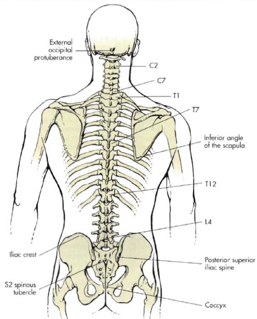 landmarks-of-the-human-body-landmarks-anatomy-body-vrogue-co